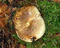 Mushroom - Family Russulaceae Looks like either Russula sp. or Lactarius/Lactifluus sp.<br />
<br />
Habitat: Growing in moss; mixed forest<br />
https://www.jungledragon.com/image/140595/mushroom_-_family_russulaceae.html<br />
https://www.jungledragon.com/image/140594/mushroom_-_family_russulaceae.html<br />
https://www.jungledragon.com/image/140593/mushroom_-_family_russulaceae.html Geotagged,Summer,United States