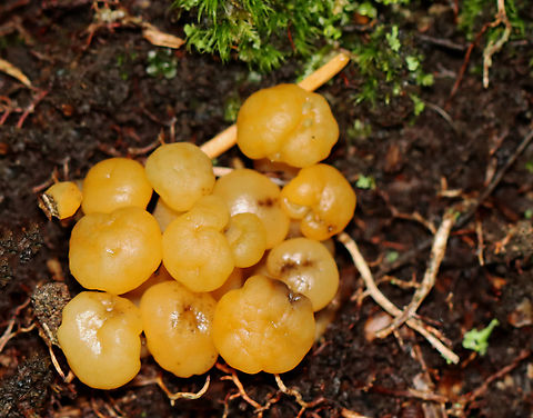 Jelly Baby - Leotia lubrica Habitat: Mixed forest Geotagged,Jelly baby,Leotia,Leotia lubrica,Summer,United States,fungus,mushroom