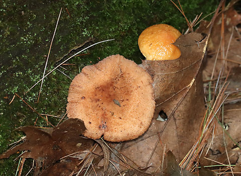 Mushroom - Lactarius/Lactifluus sp. The stem was rotten and the gills only produced a scant amount of latex, but they did bruise when touched.

Habitat: Growing under the edge of a log next to a Leccinum longicurvipes; mixed forest
https://www.jungledragon.com/image/140635/mushroom_-_lactariuslactifluus_sp.html Geotagged,Summer,United States