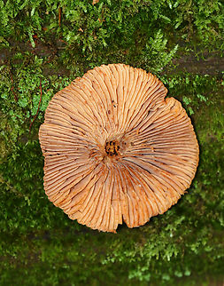 Mushroom - Lactarius/Lactifluus sp. The stem was rotten and the gills only produced a scant amount of latex, but they did bruise when touched. 

Habitat: Growing under the edge of a log next to a Leccinum longicurvipes; mixed forest
https://www.jungledragon.com/image/140634/mushroom_-_lactariuslactifluus_sp.html Geotagged,Summer,United States,fungus,lactarius,lactifluus,milkcap,mushroom