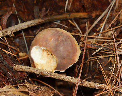 Charcoal Burner - Russula cyanoxantha *Tentative species ID; Russula cyanoxantha has flexible gills that rarely fork and grows under conifers. In contrast, a nearly identical species, R. variata, has repeatedly forking gills and grows in association with hardwood.

Habitat: Growing under conifers; mixed forest Charcoal burner,Geotagged,Russula,Russula cyanoxantha,Russula variata,Summer,United States,fungus,mushroom