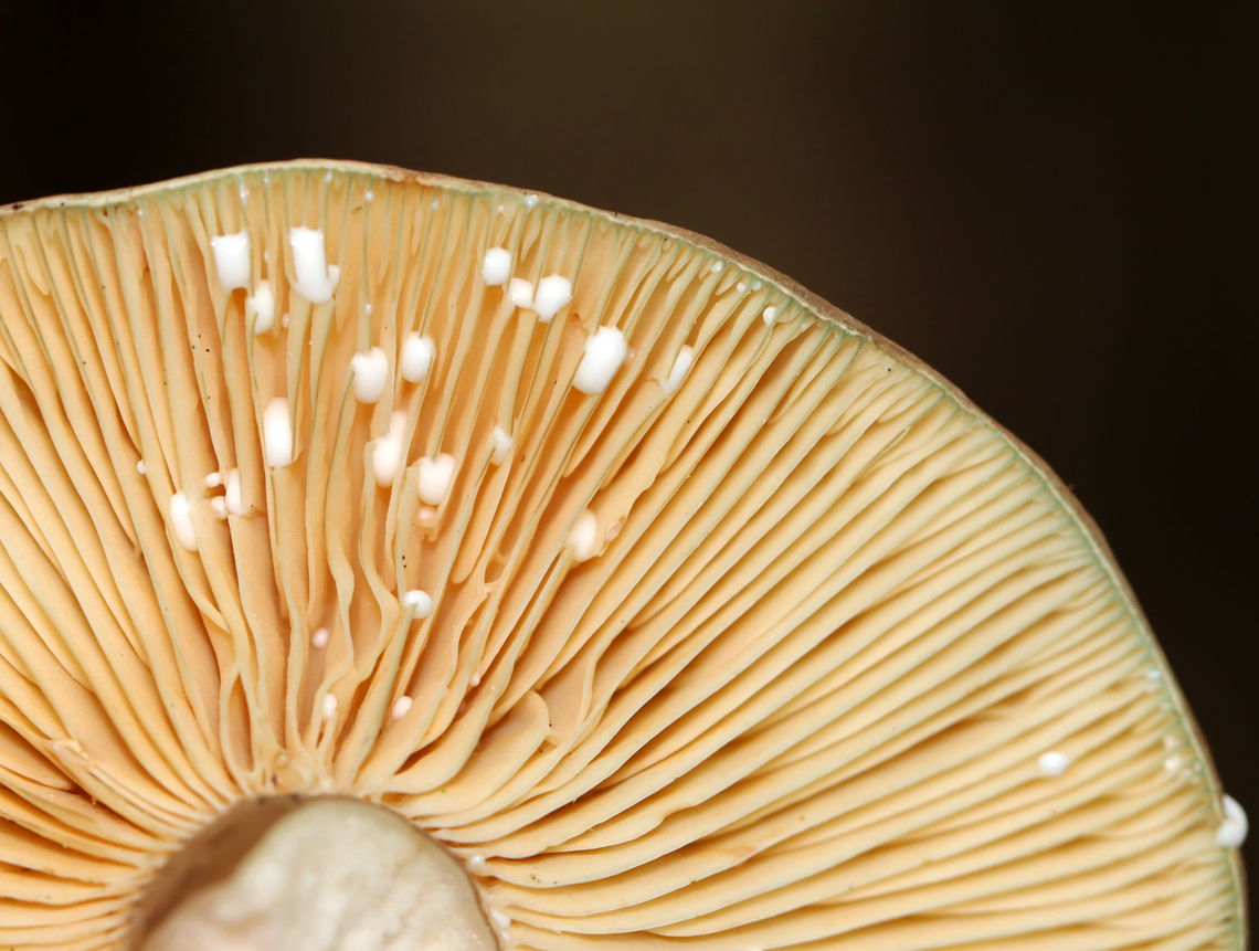 Milkcap - Lactarius lignyotus White latex; gills near the margin were greenish<br />
<br />
Habitat: Mixed forest; growing under pine<br />
<figure class="photo"><a href="https://www.jungledragon.com/image/140641/milkcap_-_lactarius_lignyotus.html" title="Milkcap - Lactarius lignyotus"><img src="https://s3.amazonaws.com/media.jungledragon.com/images/3232/140641_thumb.jpg?AWSAccessKeyId=05GMT0V3GWVNE7GGM1R2&Expires=1759968010&Signature=mv54wwL%2BeNgeYpHFafnqCeUzc7k%3D" width="200" height="156" alt="Milkcap - Lactarius lignyotus White latex; gills near the margin were greenish<br />
<br />
Habitat: Mixed forest; growing under pine<br />
https://www.jungledragon.com/image/140640/milkcap_-_lactarius_lignyotus.html Geotagged,Lactarius lignyotus,Summer,United States,fungus,lactarius,mushroom" /></a></figure> Geotagged,Lactarius lignyotus,Summer,United States