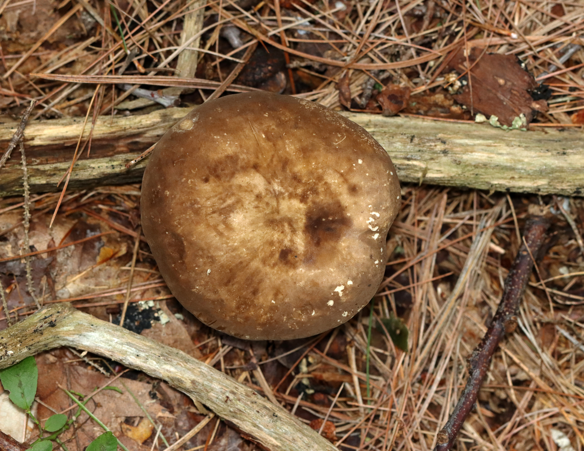 Milkcap - Lactarius lignyotus White latex; gills near the margin were greenish<br />
<br />
Habitat: Mixed forest; growing under pine<br />
<figure class="photo"><a href="https://www.jungledragon.com/image/140640/milkcap_-_lactarius_lignyotus.html" title="Milkcap - Lactarius lignyotus"><img src="https://s3.amazonaws.com/media.jungledragon.com/images/3232/140640_thumb.jpg?AWSAccessKeyId=05GMT0V3GWVNE7GGM1R2&Expires=1767225610&Signature=wxmW2USgQdIm9pqnSZY%2FcXj7Bqs%3D" width="200" height="152" alt="Milkcap - Lactarius lignyotus White latex; gills near the margin were greenish<br />
<br />
Habitat: Mixed forest; growing under pine<br />
https://www.jungledragon.com/image/140641/milkcap_-_lactarius_lignyotus.html Geotagged,Lactarius lignyotus,Summer,United States" /></a></figure> Geotagged,Lactarius lignyotus,Summer,United States,fungus,lactarius,mushroom