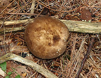 Milkcap - Lactarius lignyotus White latex; gills near the margin were greenish<br />
<br />
Habitat: Mixed forest; growing under pine<br />
https://www.jungledragon.com/image/140640/milkcap_-_lactarius_lignyotus.html Geotagged,Lactarius lignyotus,Summer,United States,fungus,lactarius,mushroom