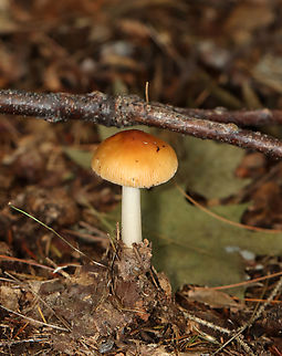 Tawny Grisette - Amanita fulva Habitat: Mixed forest
https://www.jungledragon.com/image/140644/tawny_grisette_-_amanita_fulva.html Amanita,Amanita fulva,Geotagged,Summer,Tawny Grisette,United States,fungus,mushroom