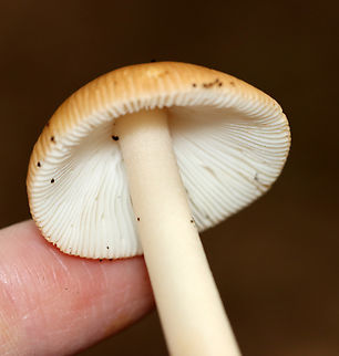 Tawny Grisette - Amanita fulva Habitat: Mixed forest
https://www.jungledragon.com/image/140643/tawny_grisette_-_amanita_fulva.html Amanita fulva,Geotagged,Summer,Tawny Grisette,United States
