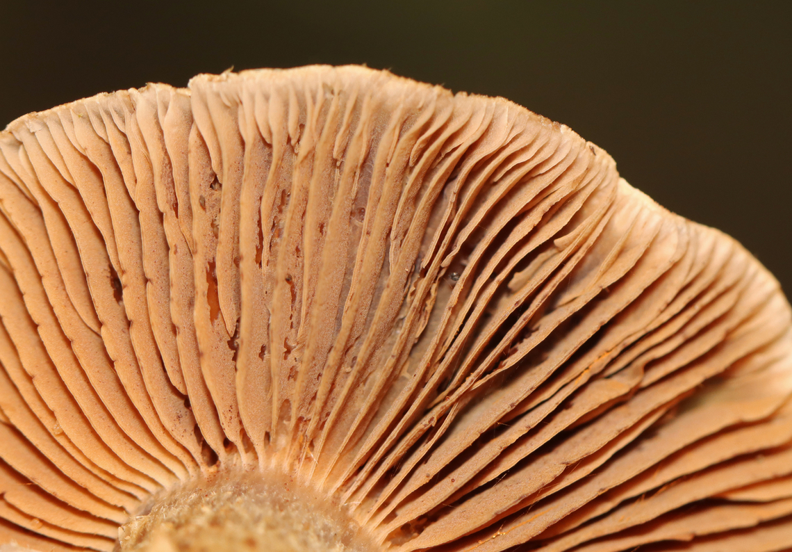 Webcap - Cortinarius sp. Habitat: Mixed forest<br />
<figure class="photo"><a href="https://www.jungledragon.com/image/140686/webcap_-_cortinarius_sp.html" title="Webcap - Cortinarius sp."><img src="https://s3.amazonaws.com/media.jungledragon.com/images/3232/140686_thumb.jpg?AWSAccessKeyId=05GMT0V3GWVNE7GGM1R2&Expires=1765411210&Signature=Qw3VlU5eS1ld0AUBFwTfrJBqEZw%3D" width="200" height="150" alt="Webcap - Cortinarius sp. Habitat: Mixed forest<br />
https://www.jungledragon.com/image/140685/webcap_-_cortinarius_sp.html Geotagged,Summer,United States,cortinarius,fungus,mushroom,webcap" /></a></figure> Geotagged,Summer,United States