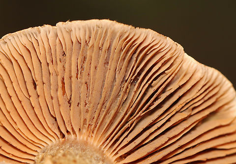 Webcap - Cortinarius sp. Habitat: Mixed forest
https://www.jungledragon.com/image/140686/webcap_-_cortinarius_sp.html Geotagged,Summer,United States