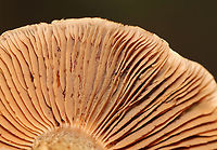 Webcap - Cortinarius sp. Habitat: Mixed forest<br />
https://www.jungledragon.com/image/140686/webcap_-_cortinarius_sp.html Geotagged,Summer,United States