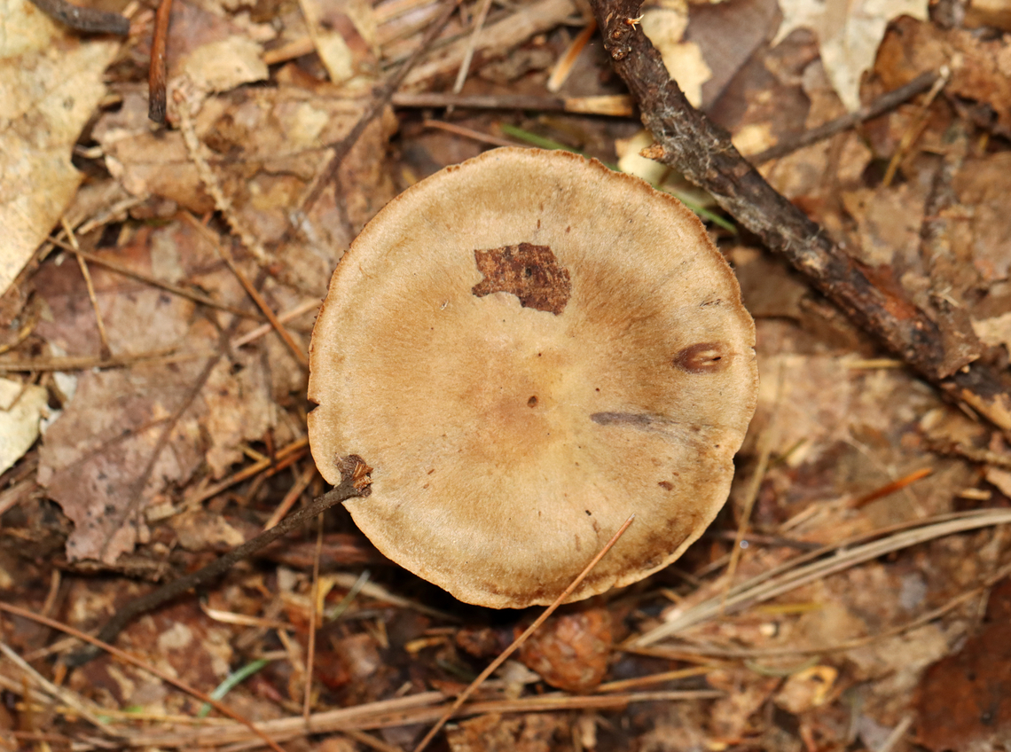Webcap - Cortinarius sp. Habitat: Mixed forest<br />
<figure class="photo"><a href="https://www.jungledragon.com/image/140685/webcap_-_cortinarius_sp.html" title="Webcap - Cortinarius sp."><img src="https://s3.amazonaws.com/media.jungledragon.com/images/3232/140685_thumb.jpg?AWSAccessKeyId=05GMT0V3GWVNE7GGM1R2&Expires=1765411210&Signature=ZbGN6wKVsuQnEwkU3uIvL4vO%2FpU%3D" width="200" height="140" alt="Webcap - Cortinarius sp. Habitat: Mixed forest<br />
https://www.jungledragon.com/image/140686/webcap_-_cortinarius_sp.html Geotagged,Summer,United States" /></a></figure> Geotagged,Summer,United States,cortinarius,fungus,mushroom,webcap