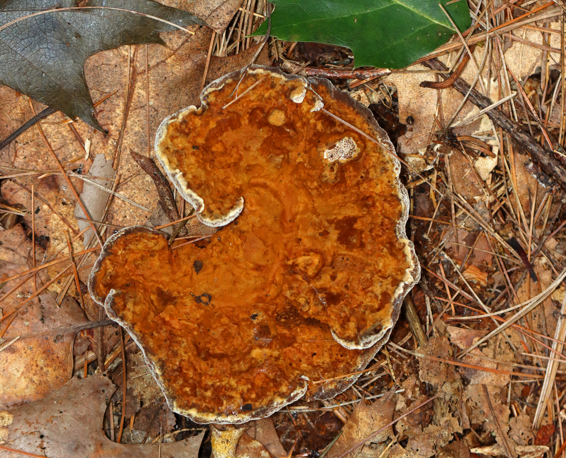 Woolly Velvet Polypore - Onnia tomentosa This fungus is a plant pathogen, and causes root rot, primarily in spruce.<br />
<br />
Habitat: Mixed forest Geotagged,Onnia,Onnia tomentosa,Summer,United States,Woolly Velvet Polypore,fungus,mushroom,plant pathogen,polypore
