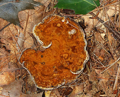 Woolly Velvet Polypore - Onnia tomentosa This fungus is a plant pathogen, and causes root rot, primarily in spruce.

Habitat: Mixed forest Geotagged,Onnia,Onnia tomentosa,Summer,United States,Woolly Velvet Polypore,fungus,mushroom,plant pathogen,polypore