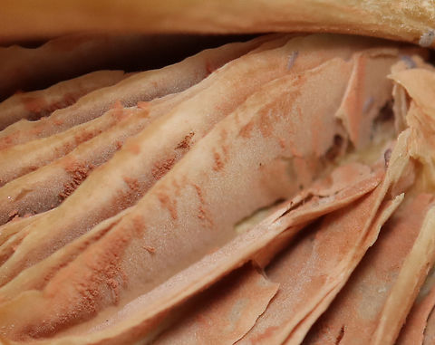 Pinkgill - Entoloma sp. Habitat: Mixed forest
https://www.jungledragon.com/image/140690/pinkgill_-_entoloma_sp.html
https://www.jungledragon.com/image/140693/pinkgill_-_entoloma_sp.html
https://www.jungledragon.com/image/140692/pinkgill_-_entoloma_sp.html
https://www.jungledragon.com/image/140691/pinkgill_-_entoloma_sp.html Geotagged,Summer,United States,entoloma,fungus,mushroom,pinkgill