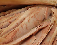 Pinkgill - Entoloma sp. Habitat: Mixed forest<br />
https://www.jungledragon.com/image/140690/pinkgill_-_entoloma_sp.html<br />
https://www.jungledragon.com/image/140693/pinkgill_-_entoloma_sp.html<br />
https://www.jungledragon.com/image/140692/pinkgill_-_entoloma_sp.html<br />
https://www.jungledragon.com/image/140691/pinkgill_-_entoloma_sp.html Geotagged,Summer,United States,entoloma,fungus,mushroom,pinkgill