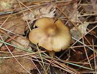Pinkgill - Entoloma sp. Habitat: Mixed forest<br />
https://www.jungledragon.com/image/140690/pinkgill_-_entoloma_sp.html<br />
https://www.jungledragon.com/image/140693/pinkgill_-_entoloma_sp.html<br />
https://www.jungledragon.com/image/140692/pinkgill_-_entoloma_sp.html<br />
https://www.jungledragon.com/image/140691/pinkgill_-_entoloma_sp.html Geotagged,Summer,United States