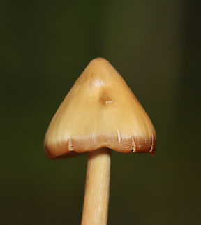 Pinkgill - Entoloma sp. Habitat: Mixed forest
https://www.jungledragon.com/image/140690/pinkgill_-_entoloma_sp.html
https://www.jungledragon.com/image/140693/pinkgill_-_entoloma_sp.html
https://www.jungledragon.com/image/140692/pinkgill_-_entoloma_sp.html
https://www.jungledragon.com/image/140691/pinkgill_-_entoloma_sp.html Geotagged,Summer,United States