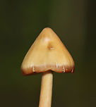 Pinkgill - Entoloma sp. Habitat: Mixed forest<br />
https://www.jungledragon.com/image/140690/pinkgill_-_entoloma_sp.html<br />
https://www.jungledragon.com/image/140693/pinkgill_-_entoloma_sp.html<br />
https://www.jungledragon.com/image/140692/pinkgill_-_entoloma_sp.html<br />
https://www.jungledragon.com/image/140691/pinkgill_-_entoloma_sp.html Geotagged,Summer,United States