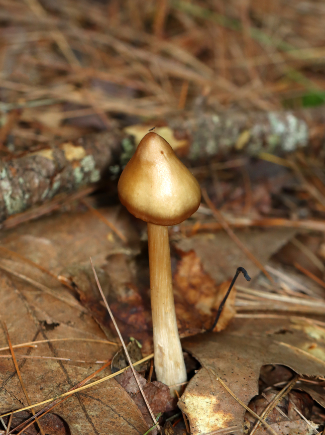 Pinkgill - Entoloma sp. Habitat: Mixed forest<br />
<figure class="photo"><a href="https://www.jungledragon.com/image/140690/pinkgill_-_entoloma_sp.html" title="Pinkgill - Entoloma sp."><img src="https://s3.amazonaws.com/media.jungledragon.com/images/3232/140690_thumb.jpg?AWSAccessKeyId=05GMT0V3GWVNE7GGM1R2&Expires=1765411210&Signature=TiKob61mfMwKMmNDDMRMBdtyrYk%3D" width="200" height="160" alt="Pinkgill - Entoloma sp. Habitat: Mixed forest<br />
https://www.jungledragon.com/image/140690/pinkgill_-_entoloma_sp.html<br />
https://www.jungledragon.com/image/140693/pinkgill_-_entoloma_sp.html<br />
https://www.jungledragon.com/image/140692/pinkgill_-_entoloma_sp.html<br />
https://www.jungledragon.com/image/140691/pinkgill_-_entoloma_sp.html Geotagged,Summer,United States,entoloma,fungus,mushroom,pinkgill" /></a></figure><br />
<figure class="photo"><a href="https://www.jungledragon.com/image/140693/pinkgill_-_entoloma_sp.html" title="Pinkgill - Entoloma sp."><img src="https://s3.amazonaws.com/media.jungledragon.com/images/3232/140693_thumb.jpg?AWSAccessKeyId=05GMT0V3GWVNE7GGM1R2&Expires=1765411210&Signature=RvHeodM0GfB6YmLlX0m7Nq1MoPg%3D" width="114" height="152" alt="Pinkgill - Entoloma sp. Habitat: Mixed forest<br />
https://www.jungledragon.com/image/140690/pinkgill_-_entoloma_sp.html<br />
https://www.jungledragon.com/image/140693/pinkgill_-_entoloma_sp.html<br />
https://www.jungledragon.com/image/140692/pinkgill_-_entoloma_sp.html<br />
https://www.jungledragon.com/image/140691/pinkgill_-_entoloma_sp.html Geotagged,Summer,United States" /></a></figure><br />
<figure class="photo"><a href="https://www.jungledragon.com/image/140692/pinkgill_-_entoloma_sp.html" title="Pinkgill - Entoloma sp."><img src="https://s3.amazonaws.com/media.jungledragon.com/images/3232/140692_thumb.jpg?AWSAccessKeyId=05GMT0V3GWVNE7GGM1R2&Expires=1765411210&Signature=IiH1zmV6CXWG9l7lorNkTb3CH6U%3D" width="138" height="152" alt="Pinkgill - Entoloma sp. Habitat: Mixed forest<br />
https://www.jungledragon.com/image/140690/pinkgill_-_entoloma_sp.html<br />
https://www.jungledragon.com/image/140693/pinkgill_-_entoloma_sp.html<br />
https://www.jungledragon.com/image/140692/pinkgill_-_entoloma_sp.html<br />
https://www.jungledragon.com/image/140691/pinkgill_-_entoloma_sp.html Geotagged,Summer,United States" /></a></figure><br />
<figure class="photo"><a href="https://www.jungledragon.com/image/140691/pinkgill_-_entoloma_sp.html" title="Pinkgill - Entoloma sp."><img src="https://s3.amazonaws.com/media.jungledragon.com/images/3232/140691_thumb.jpg?AWSAccessKeyId=05GMT0V3GWVNE7GGM1R2&Expires=1765411210&Signature=RSondE3YM0RYycbWgkNevSHz4co%3D" width="200" height="154" alt="Pinkgill - Entoloma sp. Habitat: Mixed forest<br />
https://www.jungledragon.com/image/140690/pinkgill_-_entoloma_sp.html<br />
https://www.jungledragon.com/image/140693/pinkgill_-_entoloma_sp.html<br />
https://www.jungledragon.com/image/140692/pinkgill_-_entoloma_sp.html<br />
https://www.jungledragon.com/image/140691/pinkgill_-_entoloma_sp.html Geotagged,Summer,United States" /></a></figure> Geotagged,Summer,United States