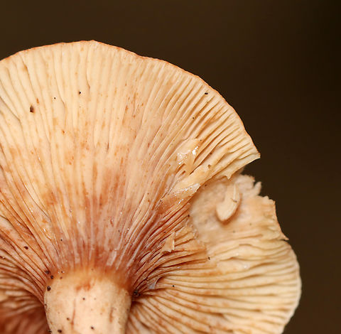 Milkcap - Lactarius/Lactifluus sp. Habitat: Mixed forest
https://www.jungledragon.com/image/140697/milkcap_-_lactariuslactifluus_sp.html Geotagged,Russulaceae,Summer,United States,fungus,lactarius,milkcap,mushroom