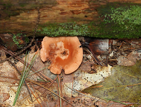 Milkcap - Lactarius/Lactifluus sp. Habitat: Mixed forest
https://www.jungledragon.com/image/140695/milkcap_-_lactariuslactifluus_sp.html Geotagged,Summer,United States