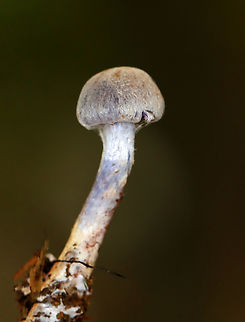 Webcap - Cortinarius sp. Habitat: Mixed forest
https://www.jungledragon.com/image/140699/webcap_-_cortinarius_sp.html Cortinarius,Geotagged,Summer,United States,fungus,mushroom,webcap
