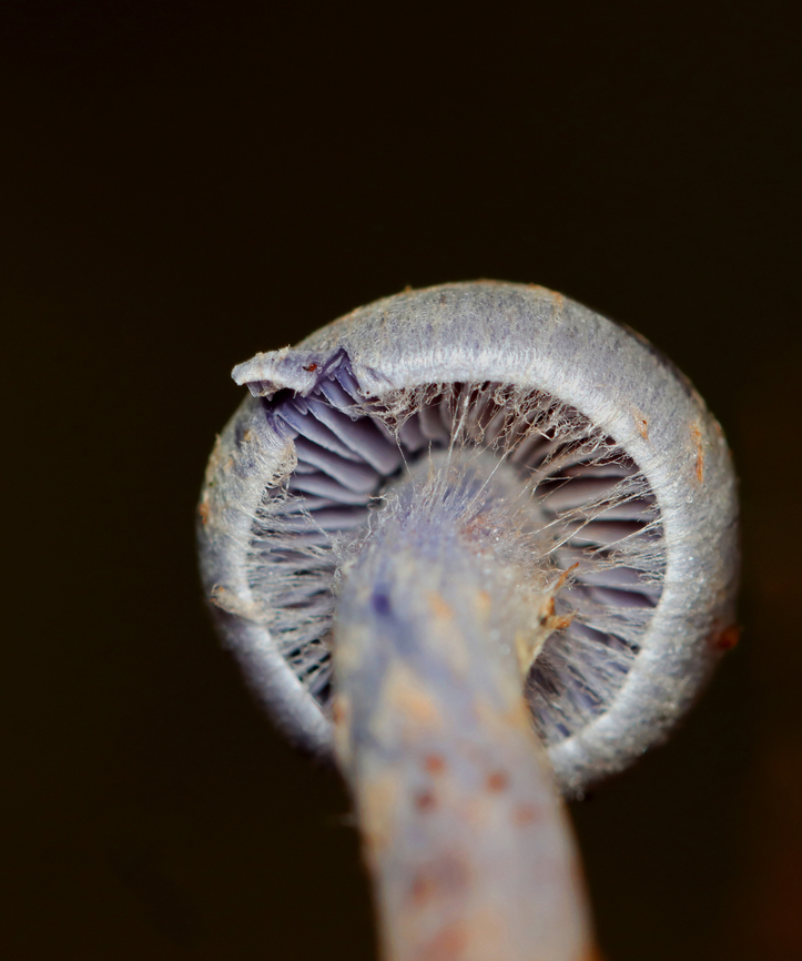 Webcap - Cortinarius sp. Habitat: Mixed forest<br />
<figure class="photo"><a href="https://www.jungledragon.com/image/140698/webcap_-_cortinarius_sp.html" title="Webcap - Cortinarius sp."><img src="https://s3.amazonaws.com/media.jungledragon.com/images/3232/140698_thumb.jpg?AWSAccessKeyId=05GMT0V3GWVNE7GGM1R2&Expires=1765411210&Signature=H8df9%2F5duxikl8TU8hbz5Sezfhw%3D" width="116" height="152" alt="Webcap - Cortinarius sp. Habitat: Mixed forest<br />
https://www.jungledragon.com/image/140699/webcap_-_cortinarius_sp.html Cortinarius,Geotagged,Summer,United States,fungus,mushroom,webcap" /></a></figure> Geotagged,Summer,United States