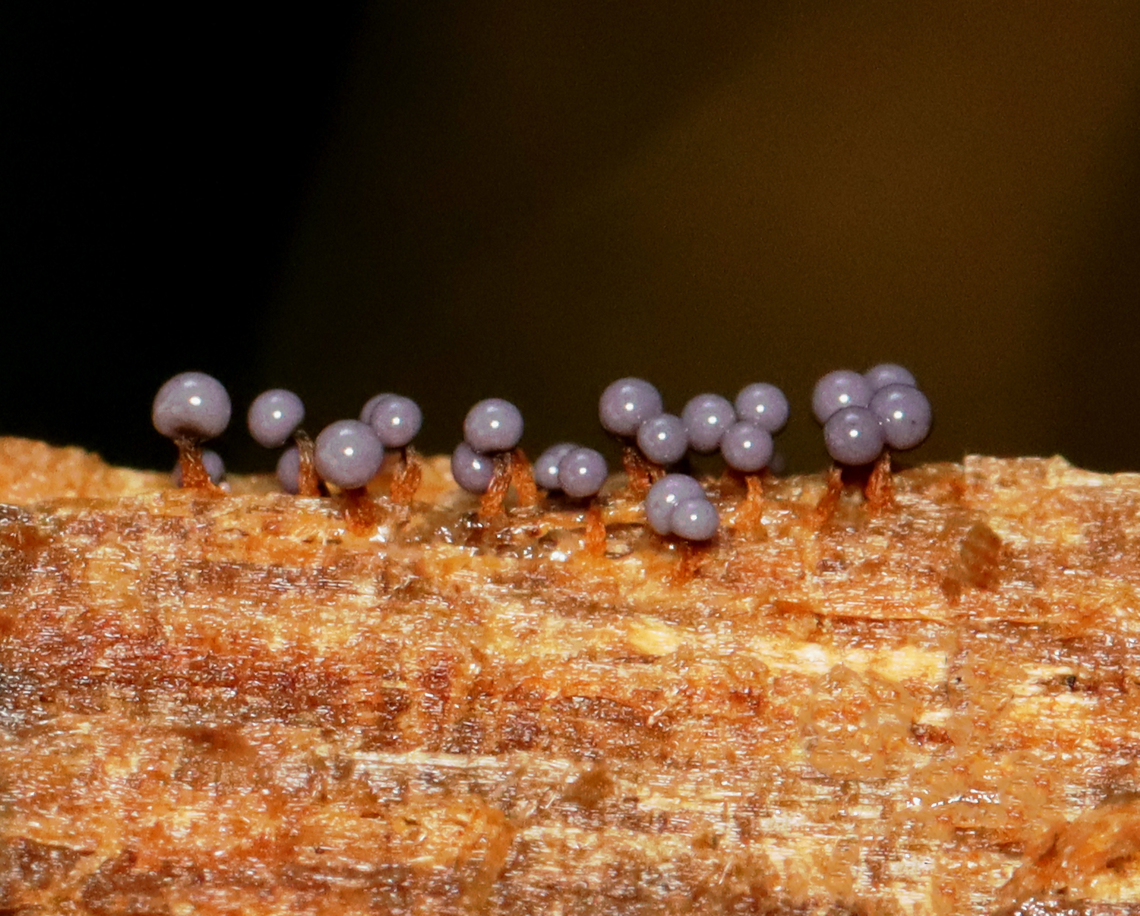 Slime Mold - Myxomycetes, Didymium sp. It was purple and so pretty, considering it was slime.<br />
<br />
Habitat: Found on a large, fallen conifer.<br />
<figure class="photo"><a href="https://www.jungledragon.com/image/140951/slime_mold_-_myxomycetes_didymium_sp.html" title="Slime Mold - Myxomycetes, Didymium sp."><img src="https://s3.amazonaws.com/media.jungledragon.com/images/3232/140951_thumb.jpg?AWSAccessKeyId=05GMT0V3GWVNE7GGM1R2&Expires=1759968010&Signature=WCSrI14cYAJULnXH5SouAQedqGg%3D" width="200" height="144" alt="Slime Mold - Myxomycetes, Didymium sp. It was purple and so pretty, considering it was slime.<br />
<br />
Habitat: Found on a large, fallen conifer.<br />
https://www.jungledragon.com/image/140950/slime_mold_-_myxomycetes.html Didymium,Geotagged,Myxomycetes,Summer,United States,slime,slime mold" /></a></figure> Didymium,Geotagged,Summer,United States