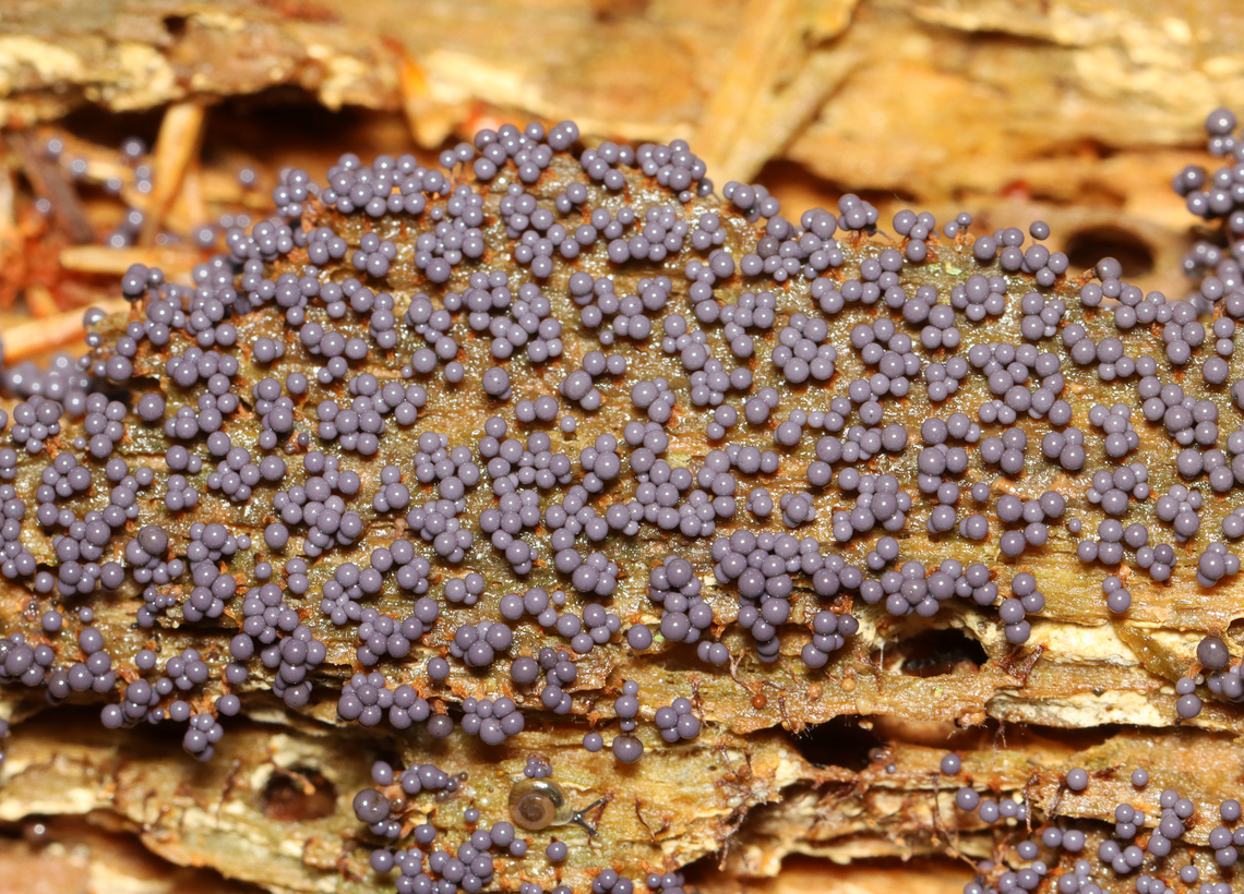 Slime Mold - Myxomycetes, Didymium sp. It was purple and so pretty, considering it was slime.<br />
<br />
Habitat: Found on a large, fallen conifer.<br />
<figure class="photo"><a href="https://www.jungledragon.com/image/140950/slime_mold_-_myxomycetes_didymium_sp.html" title="Slime Mold - Myxomycetes, Didymium sp."><img src="https://s3.amazonaws.com/media.jungledragon.com/images/3232/140950_thumb.jpg?AWSAccessKeyId=05GMT0V3GWVNE7GGM1R2&Expires=1769040010&Signature=mz%2BaNuLZMJC9cx25jjALOoXbry8%3D" width="200" height="162" alt="Slime Mold - Myxomycetes, Didymium sp. It was purple and so pretty, considering it was slime.<br />
<br />
Habitat: Found on a large, fallen conifer.<br />
https://www.jungledragon.com/image/140951/slime_mold_-_myxomycetes.html Didymium,Geotagged,Summer,United States" /></a></figure> Didymium,Geotagged,Myxomycetes,Summer,United States,slime,slime mold