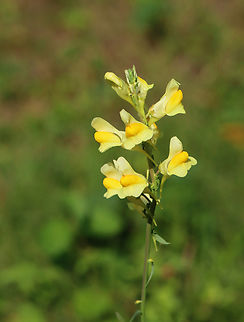 Butter and Eggs - Linaria vulgaris Alternate leaves that are distributed around the central stem. The flowers, which are distributed around the raceme, were about 3 cm long and consisted of a tubular corolla with a pale yellow upper lip and an orange-yellow lower lip.

Habitat: Meadow Butter-and-eggs,Geotagged,Linaria vulgaris,Summer,United States,linaria