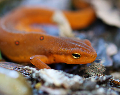 Red Eft - Notophthalmus viridescens Habitat: Hiding under a leaf with some slugs; streamside in a deciduous forest
https://www.jungledragon.com/image/140955/red_eft_-_notophthalmus_viridescens.html
https://www.jungledragon.com/image/140954/i_see_you.html
https://www.jungledragon.com/image/140953/red_eft_-_notophthalmus_viridescens.html Eastern newt,Geotagged,Notophthalmus,Notophthalmus viridescens,Summer,United States,newt,red eft,salamander