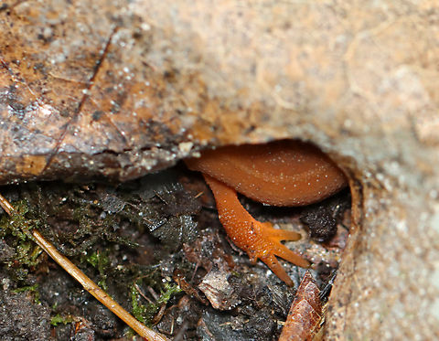I See You... Habitat: Hiding under a leaf with some slugs; streamside in a deciduous forest
https://www.jungledragon.com/image/140955/red_eft_-_notophthalmus_viridescens.html
https://www.jungledragon.com/image/140954/i_see_you.html
https://www.jungledragon.com/image/140953/red_eft_-_notophthalmus_viridescens.html Eastern newt,Geotagged,Notophthalmus viridescens,Summer,United States