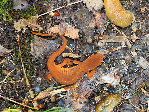 Red Eft - Notophthalmus viridescens Habitat: Hiding under a leaf with some slugs; streamside in a deciduous forest
https://www.jungledragon.com/image/140955/red_eft_-_notophthalmus_viridescens.html
https://www.jungledragon.com/image/140954/i_see_you.html
https://www.jungledragon.com/image/140953/red_eft_-_notophthalmus_viridescens.html Eastern newt,Geotagged,Notophthalmus viridescens,Summer,United States