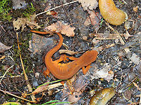 Red Eft - Notophthalmus viridescens Habitat: Hiding under a leaf with some slugs; streamside in a deciduous forest<br />
https://www.jungledragon.com/image/140955/red_eft_-_notophthalmus_viridescens.html<br />
https://www.jungledragon.com/image/140954/i_see_you.html<br />
https://www.jungledragon.com/image/140953/red_eft_-_notophthalmus_viridescens.html Eastern newt,Geotagged,Notophthalmus viridescens,Summer,United States