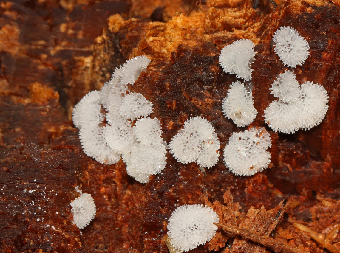 Slime Mold - Ceratiomyxa fruticulosa var. porioides Habitat: Growing on a rotting conifer Ceratiomyxa,Ceratiomyxa fruticulosa,Geotagged,Myxomycetes,Summer,United States,slime mold