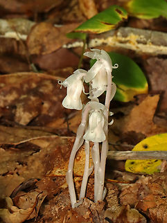 Ghost Pipe - Monotropa uniflora Habitat: Deciduous forest Geotagged,Ghost Pipes,Indian Pipe,Monotropa,Monotropa uniflora,Summer,United States