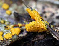 Slime Mold - Myxomycetes Maybe Fuligo septica?<br />
<br />
Habitat: Growing on rotting wood; mixed forest<br />
https://www.jungledragon.com/image/141061/slime_mold_-_myxomycetes.html Geotagged,Summer,United States