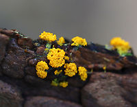 Slime Mold - Myxomycetes Maybe Fuligo septica?<br />
<br />
Habitat: Growing on rotting wood; mixed forest<br />
https://www.jungledragon.com/image/141060/slime_mold_-_myxomycetes.html Geotagged,Myxomycetes,Summer,United States,slime,slime mold,yellow slime mold