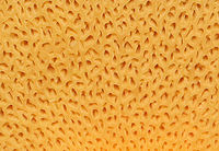 Painted Suillus - Suillus spraguei Habitat: Growing under pine; Mixed forest<br />
https://www.jungledragon.com/image/141145/painted_suillus_-_suillus_spraguei.html<br />
https://www.jungledragon.com/image/141144/painted_suillus_-_suillus_spraguei.html<br />
https://www.jungledragon.com/image/141143/painted_suillus_-_suillus_spraguei.html<br />
https://www.jungledragon.com/image/141142/painted_suillus_-_suillus_spraguei.html Geotagged,Painted Suillus,Suillus spraguei,Summer,United States