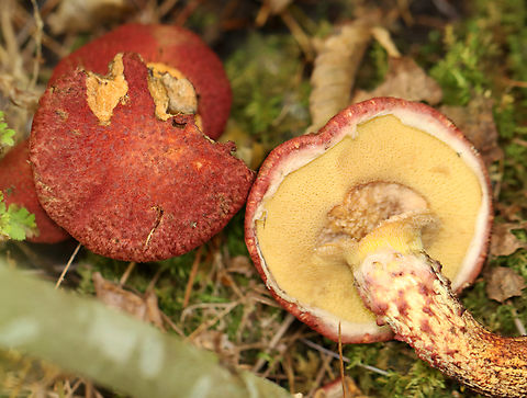 Painted Suillus - Suillus spraguei Habitat: Growing under pine; Mixed forest
https://www.jungledragon.com/image/141145/painted_suillus_-_suillus_spraguei.html
https://www.jungledragon.com/image/141144/painted_suillus_-_suillus_spraguei.html
https://www.jungledragon.com/image/141143/painted_suillus_-_suillus_spraguei.html
https://www.jungledragon.com/image/141142/painted_suillus_-_suillus_spraguei.html Geotagged,Painted Suillus,Suillus spraguei,Summer,United States