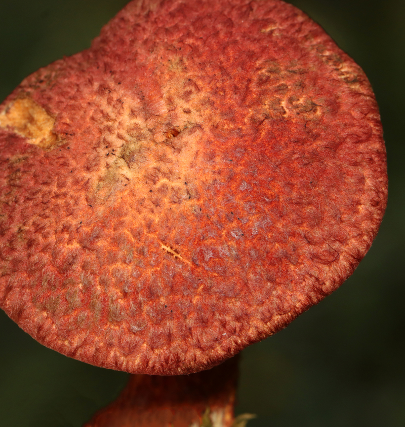 Painted Suillus - Suillus spraguei Habitat: Growing under pine; Mixed forest<br />
<figure class="photo"><a href="https://www.jungledragon.com/image/141145/painted_suillus_-_suillus_spraguei.html" title="Painted Suillus - Suillus spraguei"><img src="https://s3.amazonaws.com/media.jungledragon.com/images/3232/141145_thumb.jpg?AWSAccessKeyId=05GMT0V3GWVNE7GGM1R2&Expires=1759968010&Signature=d%2FAFn4Onnej2fLIdxbUJkd5HZto%3D" width="200" height="144" alt="Painted Suillus - Suillus spraguei Habitat: Growing under pine; Mixed forest<br />
https://www.jungledragon.com/image/141145/painted_suillus_-_suillus_spraguei.html<br />
https://www.jungledragon.com/image/141144/painted_suillus_-_suillus_spraguei.html<br />
https://www.jungledragon.com/image/141143/painted_suillus_-_suillus_spraguei.html<br />
https://www.jungledragon.com/image/141142/painted_suillus_-_suillus_spraguei.html Geotagged,Painted Suillus,Suillus,Suillus spraguei,Summer,United States,fungus,mushroom" /></a></figure><br />
<figure class="photo"><a href="https://www.jungledragon.com/image/141144/painted_suillus_-_suillus_spraguei.html" title="Painted Suillus - Suillus spraguei"><img src="https://s3.amazonaws.com/media.jungledragon.com/images/3232/141144_thumb.jpg?AWSAccessKeyId=05GMT0V3GWVNE7GGM1R2&Expires=1759968010&Signature=2M0bSb2ZUy5CyJKaYI4IPpfsd6k%3D" width="144" height="152" alt="Painted Suillus - Suillus spraguei Habitat: Growing under pine; Mixed forest<br />
https://www.jungledragon.com/image/141145/painted_suillus_-_suillus_spraguei.html<br />
https://www.jungledragon.com/image/141144/painted_suillus_-_suillus_spraguei.html<br />
https://www.jungledragon.com/image/141143/painted_suillus_-_suillus_spraguei.html<br />
https://www.jungledragon.com/image/141142/painted_suillus_-_suillus_spraguei.html Geotagged,Painted Suillus,Suillus spraguei,Summer,United States" /></a></figure><br />
<figure class="photo"><a href="https://www.jungledragon.com/image/141143/painted_suillus_-_suillus_spraguei.html" title="Painted Suillus - Suillus spraguei"><img src="https://s3.amazonaws.com/media.jungledragon.com/images/3232/141143_thumb.jpg?AWSAccessKeyId=05GMT0V3GWVNE7GGM1R2&Expires=1759968010&Signature=RFLVOX6%2BCDDbu5X%2B0XuXDpv74GM%3D" width="200" height="152" alt="Painted Suillus - Suillus spraguei Habitat: Growing under pine; Mixed forest<br />
https://www.jungledragon.com/image/141145/painted_suillus_-_suillus_spraguei.html<br />
https://www.jungledragon.com/image/141144/painted_suillus_-_suillus_spraguei.html<br />
https://www.jungledragon.com/image/141143/painted_suillus_-_suillus_spraguei.html<br />
https://www.jungledragon.com/image/141142/painted_suillus_-_suillus_spraguei.html Geotagged,Painted Suillus,Suillus spraguei,Summer,United States" /></a></figure><br />
<figure class="photo"><a href="https://www.jungledragon.com/image/141142/painted_suillus_-_suillus_spraguei.html" title="Painted Suillus - Suillus spraguei"><img src="https://s3.amazonaws.com/media.jungledragon.com/images/3232/141142_thumb.jpg?AWSAccessKeyId=05GMT0V3GWVNE7GGM1R2&Expires=1759968010&Signature=03XTqJMX3z52hYBLNLiD%2Bn4tugY%3D" width="200" height="138" alt="Painted Suillus - Suillus spraguei Habitat: Growing under pine; Mixed forest<br />
https://www.jungledragon.com/image/141145/painted_suillus_-_suillus_spraguei.html<br />
https://www.jungledragon.com/image/141144/painted_suillus_-_suillus_spraguei.html<br />
https://www.jungledragon.com/image/141143/painted_suillus_-_suillus_spraguei.html<br />
https://www.jungledragon.com/image/141142/painted_suillus_-_suillus_spraguei.html Geotagged,Painted Suillus,Suillus spraguei,Summer,United States" /></a></figure> Geotagged,Painted Suillus,Suillus spraguei,Summer,United States