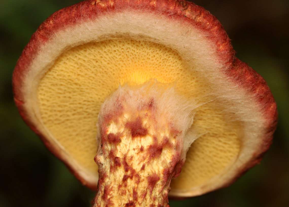 Painted Suillus - Suillus spraguei Habitat: Growing under pine; Mixed forest<br />
<figure class="photo"><a href="https://www.jungledragon.com/image/141145/painted_suillus_-_suillus_spraguei.html" title="Painted Suillus - Suillus spraguei"><img src="https://s3.amazonaws.com/media.jungledragon.com/images/3232/141145_thumb.jpg?AWSAccessKeyId=05GMT0V3GWVNE7GGM1R2&Expires=1759968010&Signature=d%2FAFn4Onnej2fLIdxbUJkd5HZto%3D" width="200" height="144" alt="Painted Suillus - Suillus spraguei Habitat: Growing under pine; Mixed forest<br />
https://www.jungledragon.com/image/141145/painted_suillus_-_suillus_spraguei.html<br />
https://www.jungledragon.com/image/141144/painted_suillus_-_suillus_spraguei.html<br />
https://www.jungledragon.com/image/141143/painted_suillus_-_suillus_spraguei.html<br />
https://www.jungledragon.com/image/141142/painted_suillus_-_suillus_spraguei.html Geotagged,Painted Suillus,Suillus,Suillus spraguei,Summer,United States,fungus,mushroom" /></a></figure><br />
<figure class="photo"><a href="https://www.jungledragon.com/image/141144/painted_suillus_-_suillus_spraguei.html" title="Painted Suillus - Suillus spraguei"><img src="https://s3.amazonaws.com/media.jungledragon.com/images/3232/141144_thumb.jpg?AWSAccessKeyId=05GMT0V3GWVNE7GGM1R2&Expires=1759968010&Signature=2M0bSb2ZUy5CyJKaYI4IPpfsd6k%3D" width="144" height="152" alt="Painted Suillus - Suillus spraguei Habitat: Growing under pine; Mixed forest<br />
https://www.jungledragon.com/image/141145/painted_suillus_-_suillus_spraguei.html<br />
https://www.jungledragon.com/image/141144/painted_suillus_-_suillus_spraguei.html<br />
https://www.jungledragon.com/image/141143/painted_suillus_-_suillus_spraguei.html<br />
https://www.jungledragon.com/image/141142/painted_suillus_-_suillus_spraguei.html Geotagged,Painted Suillus,Suillus spraguei,Summer,United States" /></a></figure><br />
<figure class="photo"><a href="https://www.jungledragon.com/image/141143/painted_suillus_-_suillus_spraguei.html" title="Painted Suillus - Suillus spraguei"><img src="https://s3.amazonaws.com/media.jungledragon.com/images/3232/141143_thumb.jpg?AWSAccessKeyId=05GMT0V3GWVNE7GGM1R2&Expires=1759968010&Signature=RFLVOX6%2BCDDbu5X%2B0XuXDpv74GM%3D" width="200" height="152" alt="Painted Suillus - Suillus spraguei Habitat: Growing under pine; Mixed forest<br />
https://www.jungledragon.com/image/141145/painted_suillus_-_suillus_spraguei.html<br />
https://www.jungledragon.com/image/141144/painted_suillus_-_suillus_spraguei.html<br />
https://www.jungledragon.com/image/141143/painted_suillus_-_suillus_spraguei.html<br />
https://www.jungledragon.com/image/141142/painted_suillus_-_suillus_spraguei.html Geotagged,Painted Suillus,Suillus spraguei,Summer,United States" /></a></figure><br />
<figure class="photo"><a href="https://www.jungledragon.com/image/141142/painted_suillus_-_suillus_spraguei.html" title="Painted Suillus - Suillus spraguei"><img src="https://s3.amazonaws.com/media.jungledragon.com/images/3232/141142_thumb.jpg?AWSAccessKeyId=05GMT0V3GWVNE7GGM1R2&Expires=1759968010&Signature=03XTqJMX3z52hYBLNLiD%2Bn4tugY%3D" width="200" height="138" alt="Painted Suillus - Suillus spraguei Habitat: Growing under pine; Mixed forest<br />
https://www.jungledragon.com/image/141145/painted_suillus_-_suillus_spraguei.html<br />
https://www.jungledragon.com/image/141144/painted_suillus_-_suillus_spraguei.html<br />
https://www.jungledragon.com/image/141143/painted_suillus_-_suillus_spraguei.html<br />
https://www.jungledragon.com/image/141142/painted_suillus_-_suillus_spraguei.html Geotagged,Painted Suillus,Suillus spraguei,Summer,United States" /></a></figure> Geotagged,Painted Suillus,Suillus,Suillus spraguei,Summer,United States,fungus,mushroom