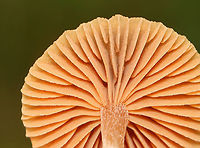 Scurfy Twiglet - Tubaria furfuracea Habitat: Growing in moss along the edge of a mixed forest.<br />
https://www.jungledragon.com/image/141146/scurfy_twiglet_-_tubaria_furfuracea.html<br />
https://www.jungledragon.com/image/141148/scurfy_twiglet_-_tubaria_furfuracea.html<br />
https://www.jungledragon.com/image/141147/scurfy_twiglet_-_tubaria_furfuracea.html Geotagged,Scurfy twiglet,Summer,Tubaria,Tubaria furfuracea,United States,fungus,mushroom