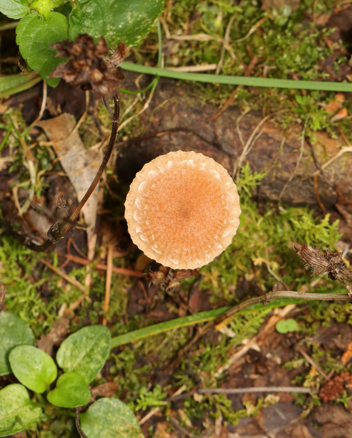 Scurfy Twiglet - Tubaria furfuracea Habitat: Growing in moss along the edge of a mixed forest.<br />
<figure class="photo"><a href="https://www.jungledragon.com/image/141146/scurfy_twiglet_-_tubaria_furfuracea.html" title="Scurfy Twiglet - Tubaria furfuracea"><img src="https://s3.amazonaws.com/media.jungledragon.com/images/3232/141146_thumb.jpg?AWSAccessKeyId=05GMT0V3GWVNE7GGM1R2&Expires=1767225610&Signature=rZiLlOJXCPVMpvLWkddOIwzNugA%3D" width="200" height="150" alt="Scurfy Twiglet - Tubaria furfuracea Habitat: Growing in moss along the edge of a mixed forest.<br />
https://www.jungledragon.com/image/141146/scurfy_twiglet_-_tubaria_furfuracea.html<br />
https://www.jungledragon.com/image/141148/scurfy_twiglet_-_tubaria_furfuracea.html<br />
https://www.jungledragon.com/image/141147/scurfy_twiglet_-_tubaria_furfuracea.html Geotagged,Scurfy twiglet,Summer,Tubaria,Tubaria furfuracea,United States,fungus,mushroom" /></a></figure><br />
<figure class="photo"><a href="https://www.jungledragon.com/image/141148/scurfy_twiglet_-_tubaria_furfuracea.html" title="Scurfy Twiglet - Tubaria furfuracea"><img src="https://s3.amazonaws.com/media.jungledragon.com/images/3232/141148_thumb.jpg?AWSAccessKeyId=05GMT0V3GWVNE7GGM1R2&Expires=1767225610&Signature=Xaj2D8JaYjRaiOgBdOiLyJ2Mnfc%3D" width="120" height="152" alt="Scurfy Twiglet - Tubaria furfuracea Habitat: Growing in moss along the edge of a mixed forest.<br />
https://www.jungledragon.com/image/141146/scurfy_twiglet_-_tubaria_furfuracea.html<br />
https://www.jungledragon.com/image/141148/scurfy_twiglet_-_tubaria_furfuracea.html<br />
https://www.jungledragon.com/image/141147/scurfy_twiglet_-_tubaria_furfuracea.html Geotagged,Scurfy twiglet,Summer,Tubaria furfuracea,United States" /></a></figure><br />
<figure class="photo"><a href="https://www.jungledragon.com/image/141147/scurfy_twiglet_-_tubaria_furfuracea.html" title="Scurfy Twiglet - Tubaria furfuracea"><img src="https://s3.amazonaws.com/media.jungledragon.com/images/3232/141147_thumb.jpg?AWSAccessKeyId=05GMT0V3GWVNE7GGM1R2&Expires=1767225610&Signature=yUYbsVSmHJVbUUpTLBPt3H%2FvDJI%3D" width="124" height="152" alt="Scurfy Twiglet - Tubaria furfuracea Habitat: Growing in moss along the edge of a mixed forest.<br />
https://www.jungledragon.com/image/141146/scurfy_twiglet_-_tubaria_furfuracea.html<br />
https://www.jungledragon.com/image/141148/scurfy_twiglet_-_tubaria_furfuracea.html<br />
https://www.jungledragon.com/image/141147/scurfy_twiglet_-_tubaria_furfuracea.html Geotagged,Scurfy twiglet,Summer,Tubaria furfuracea,United States" /></a></figure> Geotagged,Scurfy twiglet,Summer,Tubaria furfuracea,United States