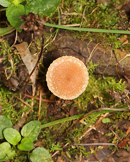 Scurfy Twiglet - Tubaria furfuracea Habitat: Growing in moss along the edge of a mixed forest.
https://www.jungledragon.com/image/141146/scurfy_twiglet_-_tubaria_furfuracea.html
https://www.jungledragon.com/image/141148/scurfy_twiglet_-_tubaria_furfuracea.html
https://www.jungledragon.com/image/141147/scurfy_twiglet_-_tubaria_furfuracea.html Geotagged,Scurfy twiglet,Summer,Tubaria furfuracea,United States