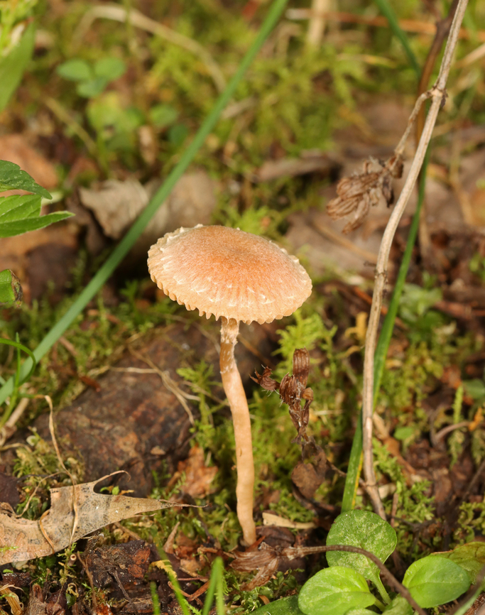 Scurfy Twiglet - Tubaria furfuracea Habitat: Growing in moss along the edge of a mixed forest.<br />
<figure class="photo"><a href="https://www.jungledragon.com/image/141146/scurfy_twiglet_-_tubaria_furfuracea.html" title="Scurfy Twiglet - Tubaria furfuracea"><img src="https://s3.amazonaws.com/media.jungledragon.com/images/3232/141146_thumb.jpg?AWSAccessKeyId=05GMT0V3GWVNE7GGM1R2&Expires=1767225610&Signature=rZiLlOJXCPVMpvLWkddOIwzNugA%3D" width="200" height="150" alt="Scurfy Twiglet - Tubaria furfuracea Habitat: Growing in moss along the edge of a mixed forest.<br />
https://www.jungledragon.com/image/141146/scurfy_twiglet_-_tubaria_furfuracea.html<br />
https://www.jungledragon.com/image/141148/scurfy_twiglet_-_tubaria_furfuracea.html<br />
https://www.jungledragon.com/image/141147/scurfy_twiglet_-_tubaria_furfuracea.html Geotagged,Scurfy twiglet,Summer,Tubaria,Tubaria furfuracea,United States,fungus,mushroom" /></a></figure><br />
<figure class="photo"><a href="https://www.jungledragon.com/image/141148/scurfy_twiglet_-_tubaria_furfuracea.html" title="Scurfy Twiglet - Tubaria furfuracea"><img src="https://s3.amazonaws.com/media.jungledragon.com/images/3232/141148_thumb.jpg?AWSAccessKeyId=05GMT0V3GWVNE7GGM1R2&Expires=1767225610&Signature=Xaj2D8JaYjRaiOgBdOiLyJ2Mnfc%3D" width="120" height="152" alt="Scurfy Twiglet - Tubaria furfuracea Habitat: Growing in moss along the edge of a mixed forest.<br />
https://www.jungledragon.com/image/141146/scurfy_twiglet_-_tubaria_furfuracea.html<br />
https://www.jungledragon.com/image/141148/scurfy_twiglet_-_tubaria_furfuracea.html<br />
https://www.jungledragon.com/image/141147/scurfy_twiglet_-_tubaria_furfuracea.html Geotagged,Scurfy twiglet,Summer,Tubaria furfuracea,United States" /></a></figure><br />
<figure class="photo"><a href="https://www.jungledragon.com/image/141147/scurfy_twiglet_-_tubaria_furfuracea.html" title="Scurfy Twiglet - Tubaria furfuracea"><img src="https://s3.amazonaws.com/media.jungledragon.com/images/3232/141147_thumb.jpg?AWSAccessKeyId=05GMT0V3GWVNE7GGM1R2&Expires=1767225610&Signature=yUYbsVSmHJVbUUpTLBPt3H%2FvDJI%3D" width="124" height="152" alt="Scurfy Twiglet - Tubaria furfuracea Habitat: Growing in moss along the edge of a mixed forest.<br />
https://www.jungledragon.com/image/141146/scurfy_twiglet_-_tubaria_furfuracea.html<br />
https://www.jungledragon.com/image/141148/scurfy_twiglet_-_tubaria_furfuracea.html<br />
https://www.jungledragon.com/image/141147/scurfy_twiglet_-_tubaria_furfuracea.html Geotagged,Scurfy twiglet,Summer,Tubaria furfuracea,United States" /></a></figure> Geotagged,Scurfy twiglet,Summer,Tubaria furfuracea,United States