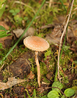 Scurfy Twiglet - Tubaria furfuracea Habitat: Growing in moss along the edge of a mixed forest.
https://www.jungledragon.com/image/141146/scurfy_twiglet_-_tubaria_furfuracea.html
https://www.jungledragon.com/image/141148/scurfy_twiglet_-_tubaria_furfuracea.html
https://www.jungledragon.com/image/141147/scurfy_twiglet_-_tubaria_furfuracea.html Geotagged,Scurfy twiglet,Summer,Tubaria furfuracea,United States