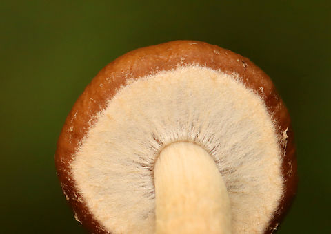 Mushroom - Agaricales Habitat: Growing in moss along the edge of a mixed forest.
https://www.jungledragon.com/image/141149/mushroom_-_agaricales.html
https://www.jungledragon.com/image/141152/mushroom_-_agaricales.html
https://www.jungledragon.com/image/141151/mushroom_-_agaricales.html
https://www.jungledragon.com/image/141150/mushroom_-_agaricales.html Geotagged,Summer,United States,agaricales,fungus,mushroom