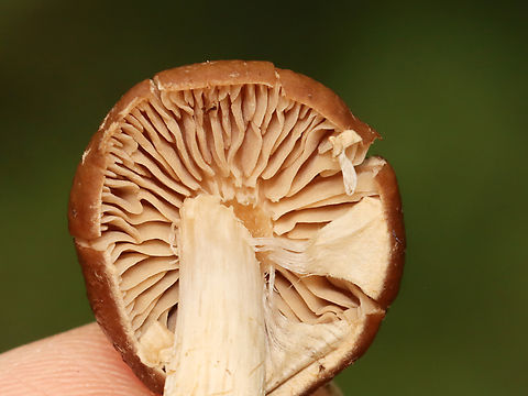 Mushroom - Agaricales Habitat: Growing in moss along the edge of a mixed forest.
https://www.jungledragon.com/image/141149/mushroom_-_agaricales.html
https://www.jungledragon.com/image/141152/mushroom_-_agaricales.html
https://www.jungledragon.com/image/141151/mushroom_-_agaricales.html
https://www.jungledragon.com/image/141150/mushroom_-_agaricales.html Geotagged,Summer,United States