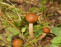 Mushroom - Agaricales Habitat: Growing in moss along the edge of a mixed forest.<br />
https://www.jungledragon.com/image/141149/mushroom_-_agaricales.html<br />
https://www.jungledragon.com/image/141152/mushroom_-_agaricales.html<br />
https://www.jungledragon.com/image/141151/mushroom_-_agaricales.html<br />
https://www.jungledragon.com/image/141150/mushroom_-_agaricales.html Geotagged,Summer,United States