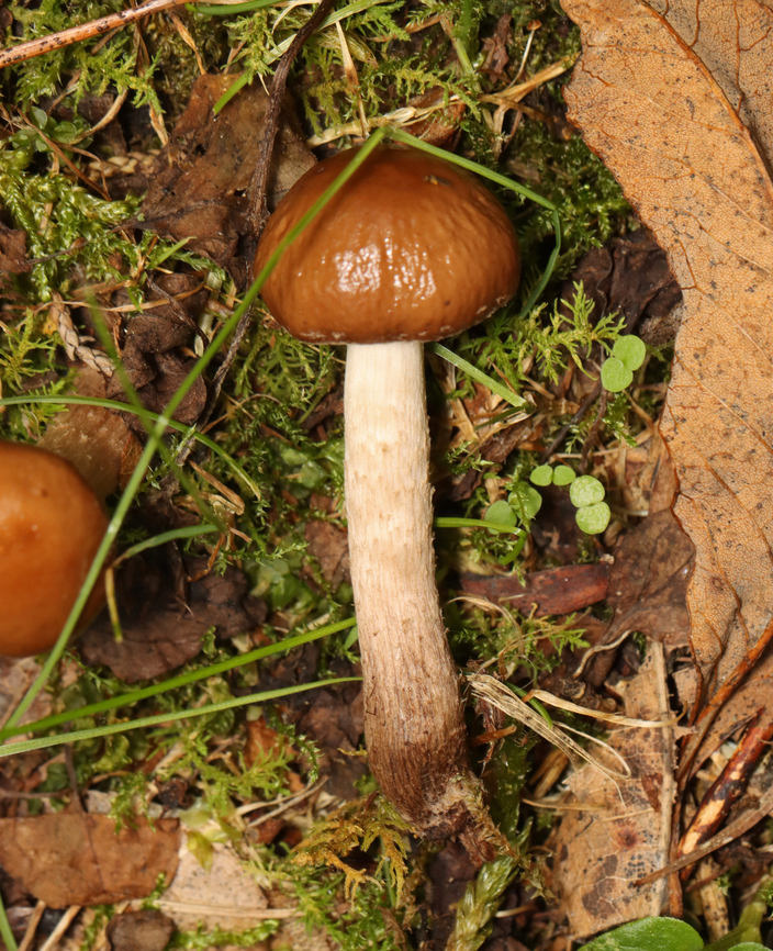 Mushroom - Agaricales Habitat: Growing in moss along the edge of a mixed forest.<br />
<figure class="photo"><a href="https://www.jungledragon.com/image/141149/mushroom_-_agaricales.html" title="Mushroom - Agaricales"><img src="https://s3.amazonaws.com/media.jungledragon.com/images/3232/141149_thumb.jpg?AWSAccessKeyId=05GMT0V3GWVNE7GGM1R2&Expires=1765411210&Signature=Z4ZIUX75hkl3325LTH6IrxJIRzQ%3D" width="200" height="142" alt="Mushroom - Agaricales Habitat: Growing in moss along the edge of a mixed forest.<br />
https://www.jungledragon.com/image/141149/mushroom_-_agaricales.html<br />
https://www.jungledragon.com/image/141152/mushroom_-_agaricales.html<br />
https://www.jungledragon.com/image/141151/mushroom_-_agaricales.html<br />
https://www.jungledragon.com/image/141150/mushroom_-_agaricales.html Geotagged,Summer,United States,agaricales,fungus,mushroom" /></a></figure><br />
<figure class="photo"><a href="https://www.jungledragon.com/image/141152/mushroom_-_agaricales.html" title="Mushroom - Agaricales"><img src="https://s3.amazonaws.com/media.jungledragon.com/images/3232/141152_thumb.jpg?AWSAccessKeyId=05GMT0V3GWVNE7GGM1R2&Expires=1765411210&Signature=eP5rondU7r5F0gUnXDPmvqoo7Mo%3D" width="124" height="152" alt="Mushroom - Agaricales Habitat: Growing in moss along the edge of a mixed forest.<br />
https://www.jungledragon.com/image/141149/mushroom_-_agaricales.html<br />
https://www.jungledragon.com/image/141152/mushroom_-_agaricales.html<br />
https://www.jungledragon.com/image/141151/mushroom_-_agaricales.html<br />
https://www.jungledragon.com/image/141150/mushroom_-_agaricales.html Geotagged,Summer,United States" /></a></figure><br />
<figure class="photo"><a href="https://www.jungledragon.com/image/141151/mushroom_-_agaricales.html" title="Mushroom - Agaricales"><img src="https://s3.amazonaws.com/media.jungledragon.com/images/3232/141151_thumb.jpg?AWSAccessKeyId=05GMT0V3GWVNE7GGM1R2&Expires=1765411210&Signature=KDJ4LIWAtvhW7lqXY9A63lk2xpw%3D" width="200" height="156" alt="Mushroom - Agaricales Habitat: Growing in moss along the edge of a mixed forest.<br />
https://www.jungledragon.com/image/141149/mushroom_-_agaricales.html<br />
https://www.jungledragon.com/image/141152/mushroom_-_agaricales.html<br />
https://www.jungledragon.com/image/141151/mushroom_-_agaricales.html<br />
https://www.jungledragon.com/image/141150/mushroom_-_agaricales.html Geotagged,Summer,United States" /></a></figure><br />
<figure class="photo"><a href="https://www.jungledragon.com/image/141150/mushroom_-_agaricales.html" title="Mushroom - Agaricales"><img src="https://s3.amazonaws.com/media.jungledragon.com/images/3232/141150_thumb.jpg?AWSAccessKeyId=05GMT0V3GWVNE7GGM1R2&Expires=1765411210&Signature=QyCeF3WmZK%2BCu7CYsmCC54NH9wQ%3D" width="200" height="150" alt="Mushroom - Agaricales Habitat: Growing in moss along the edge of a mixed forest.<br />
https://www.jungledragon.com/image/141149/mushroom_-_agaricales.html<br />
https://www.jungledragon.com/image/141152/mushroom_-_agaricales.html<br />
https://www.jungledragon.com/image/141151/mushroom_-_agaricales.html<br />
https://www.jungledragon.com/image/141150/mushroom_-_agaricales.html Geotagged,Summer,United States" /></a></figure> Geotagged,Summer,United States